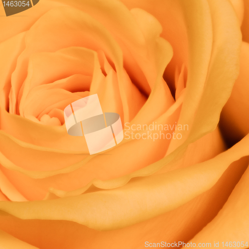 Image of orange rose close up