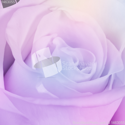 Image of multicolor rose