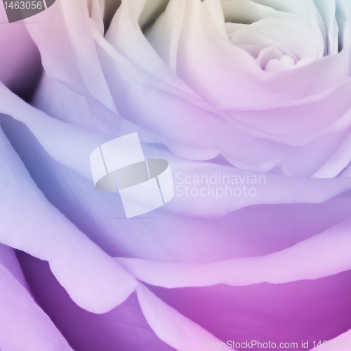 Image of multicolor rose