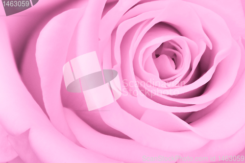 Image of pink rose close up