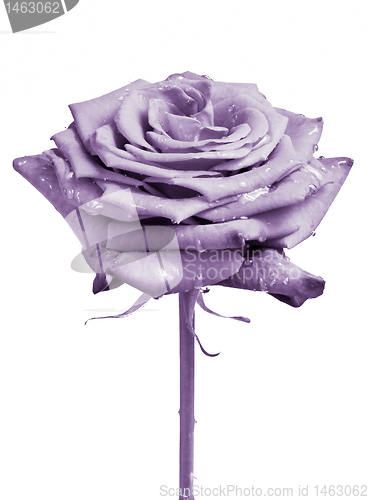 Image of violet rose