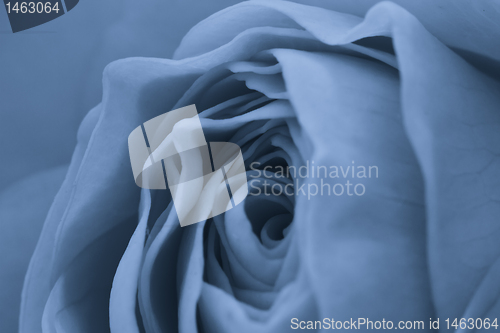 Image of blue rose macro