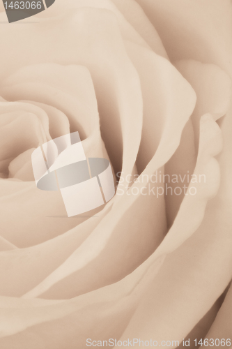 Image of white rose close up