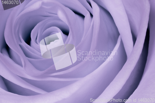Image of violet rose close up