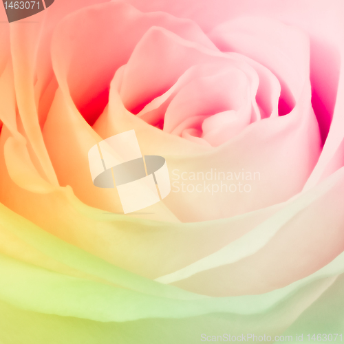 Image of multicolor rose