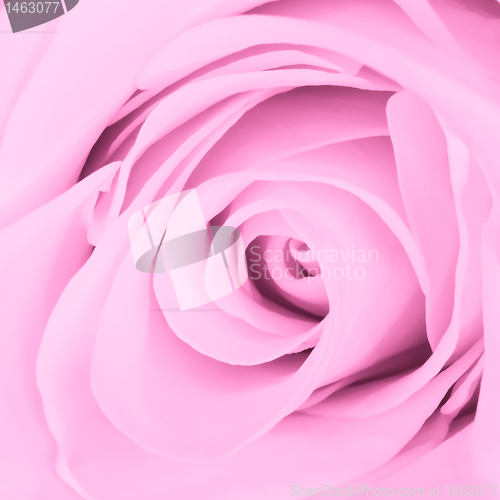 Image of pink rose close up