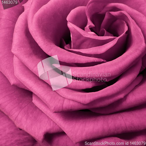 Image of pink rose