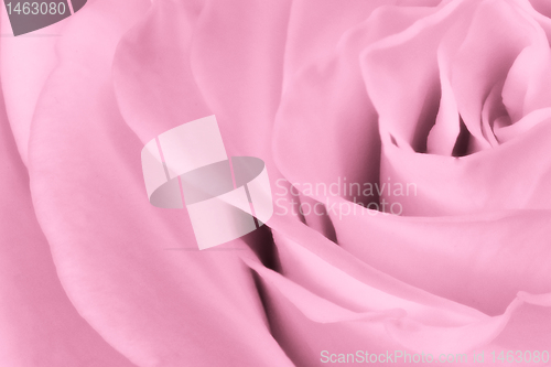 Image of pink rose close up