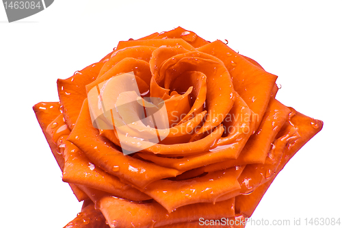 Image of orange rose
