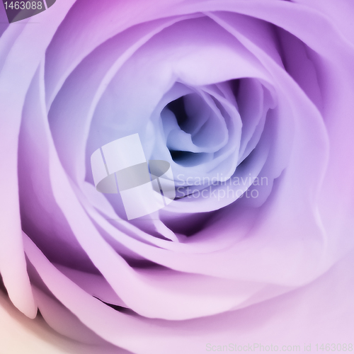 Image of multicolor rose