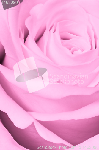 Image of pink rose close up