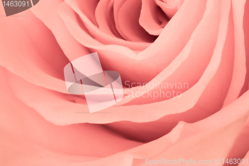 Image of pink rose close up