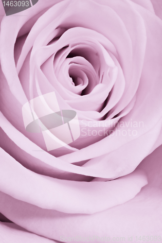 Image of violet rose close up