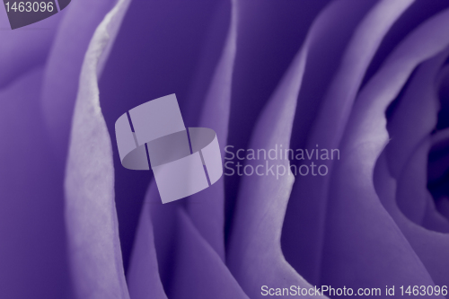 Image of violet rose macro