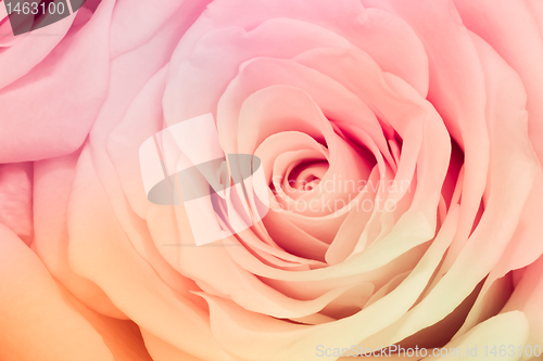 Image of multicolor rose