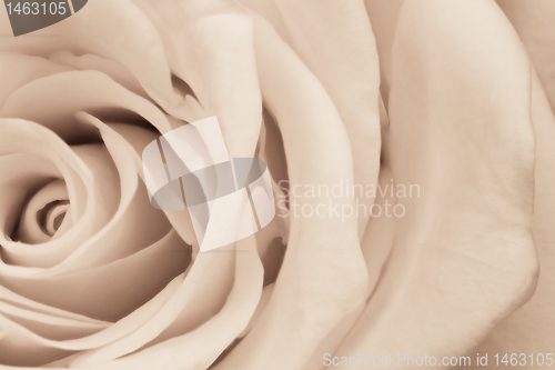 Image of white rose close up