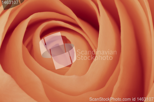 Image of orange rose macro