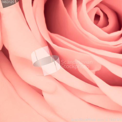 Image of pink rose close up