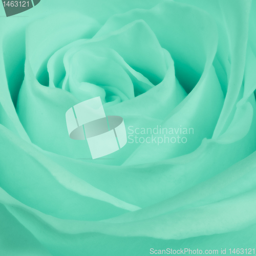 Image of green rose close up