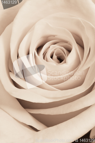 Image of white rose close up