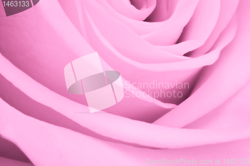 Image of pink rose close up