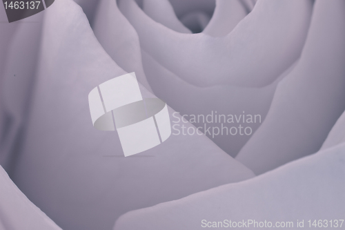 Image of rose macro