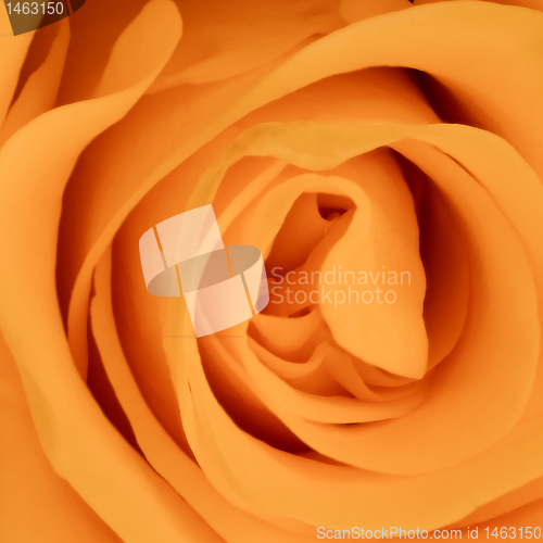 Image of orange rose close up
