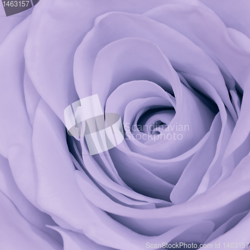 Image of violet rose close up