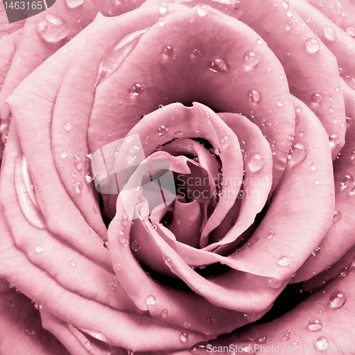 Image of pink rose