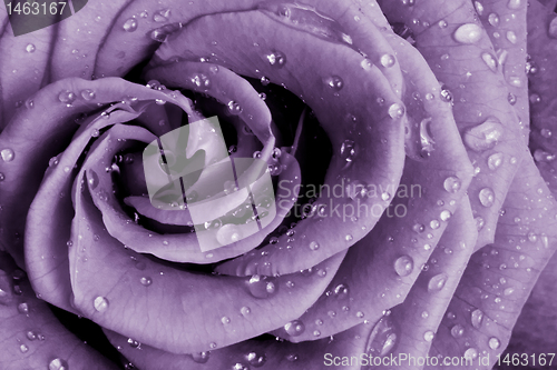 Image of violet rose