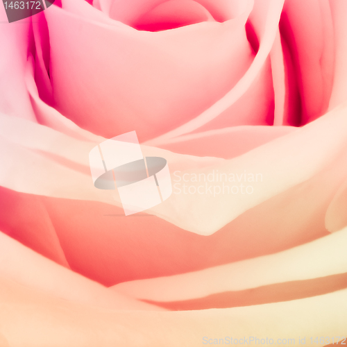 Image of multicolor rose