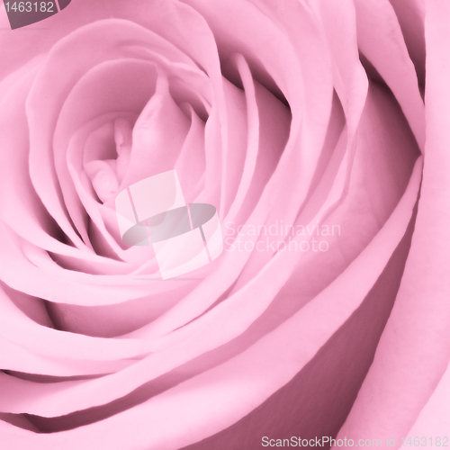 Image of pink rose close up