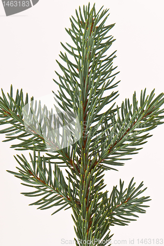 Image of Christmas tree decoration