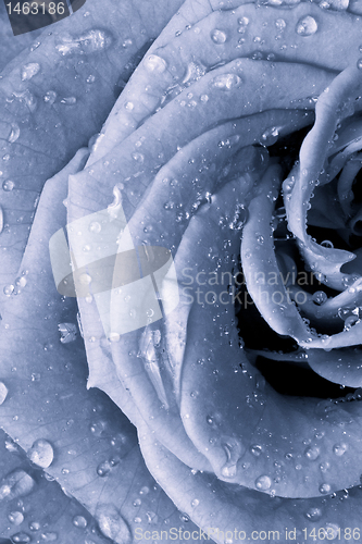 Image of blue rose