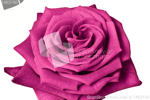 Image of pink rose