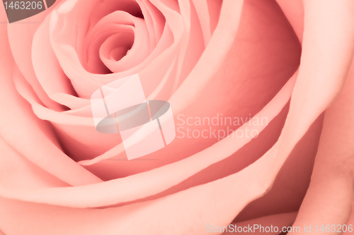 Image of pink rose close up