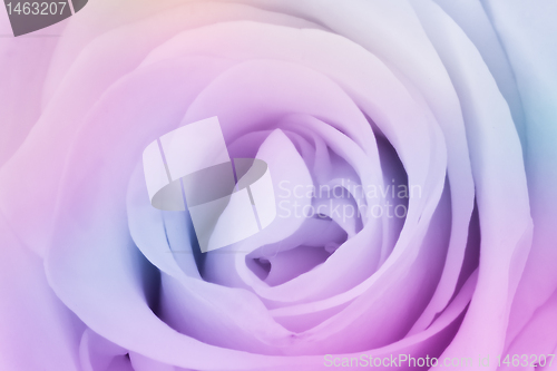 Image of multicolor rose