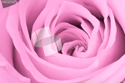Image of pink rose close up