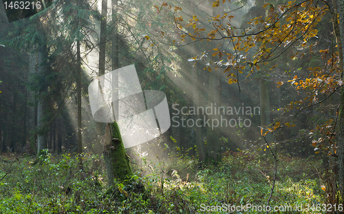 Image of Autumnal stand with mist and sunbeams