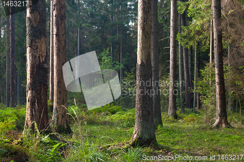 Image of Early morning in the forest with dead spruces still standing