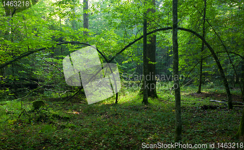 Image of Bent hornbeam tree still alive