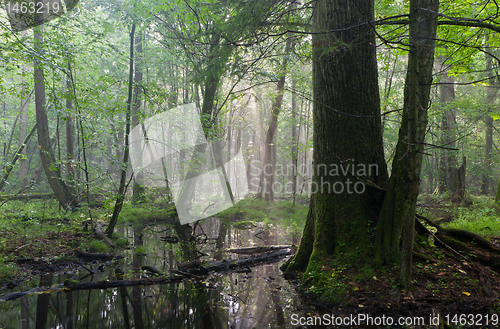 Image of Summer midday with light entering rich deciduous stand