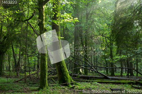 Image of Summer sunset with light entering rich deciduous stand