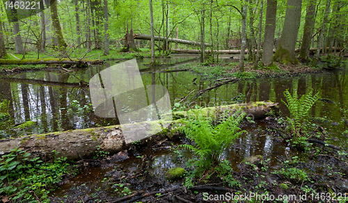Image of Springtime wet deciduous forest with standing water