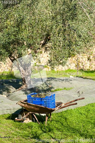 Image of Traditional olive harvest