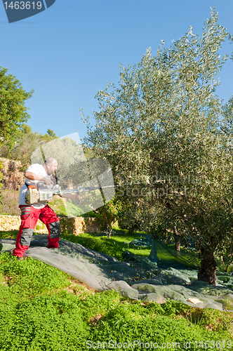 Image of Olive harvest