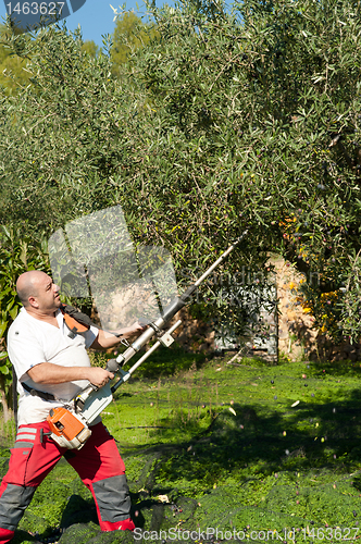 Image of Olive harvest