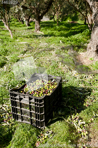 Image of Olive crates