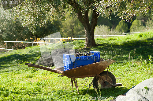 Image of Traditional olive harvest