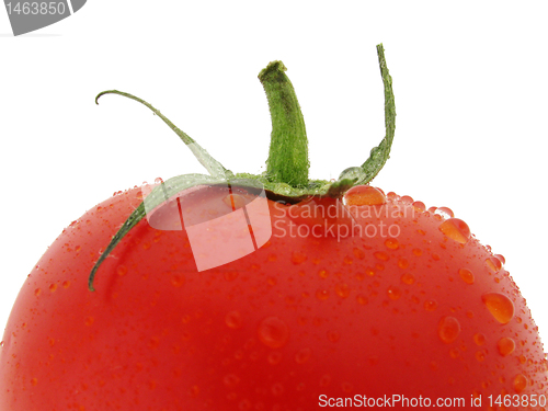 Image of top of wet tomato